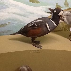 Milwaukee Public Museum - Northwest Coast - Harlequin Duck
