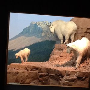 Milwaukee Public Museum - Northwest Coast - Mountain Goat Diorama