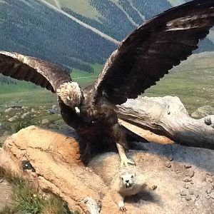 Milwaukee Public Museum - Northwest Coast - Golden Eagle Diorama