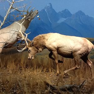 Milwaukee Public Museum - Northwest Coast - American Elk Diorama