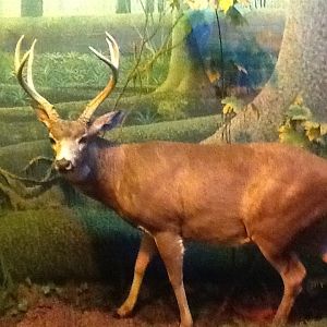 Milwaukee Public Museum - Northwest Coast - Mule Deer Diorama