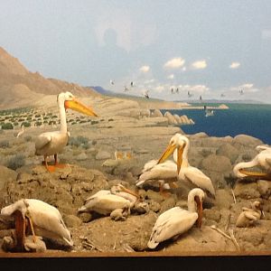 Milwaukee Public Museum - Northwest Coast - Pelican Diorama