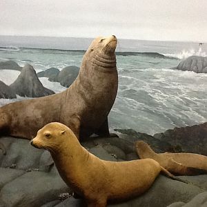 Milwaukee Public Museum - Northwest Coast - Steller's Sea Lion Diorama