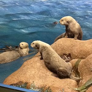 Milwaukee Public Museum - Northwest Coast - Sea Otter Diorama
