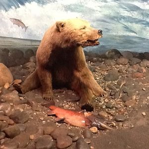 Milwaukee Public Museum - Northwest Coast - Grizzly Bear Diorama