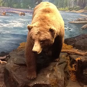 Milwaukee Public Museum - Northwest Coast - Grizzly Bear Diorama