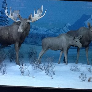 Milwaukee Public Museum - Arctic - Moose Diorama