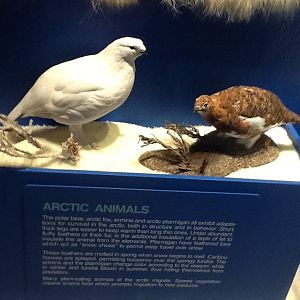 Milwaukee Public Museum - Arctic - Arctic Ptarmigan