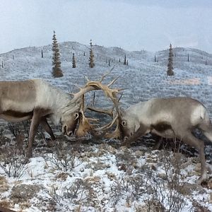 Milwaukee Public Museum - Arctic - Reindeer Diorama