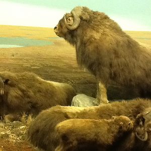 Milwaukee Public Museum - Arctic - Musk Ox Diorama