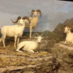 Milwaukee Public Museum - Arctic - Dall Sheep Diorama