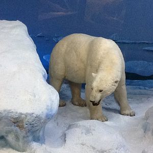 Milwaukee Public Museum - Arctic - Polar Bear in Walrus Diorama