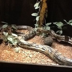 Milwaukee Public Museum - Asia - Reticulated Python