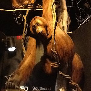 Milwaukee Public Museum - Asia - Orangutan