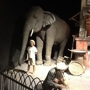 Milwaukee Public Museum - Asia - Indian Elephant in Indian Marketplace