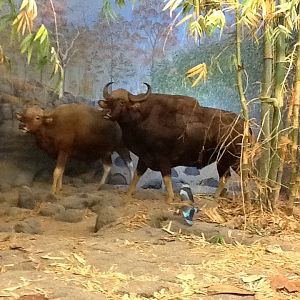 Milwaukee Public Museum - Asia - Gaur and Indian Roller in Indian Jungle Diorama