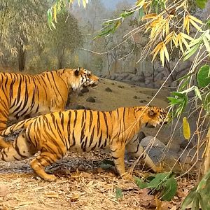 Milwaukee Public Museum - Asia - Bengal Tigers in Indian Jungle Diorama