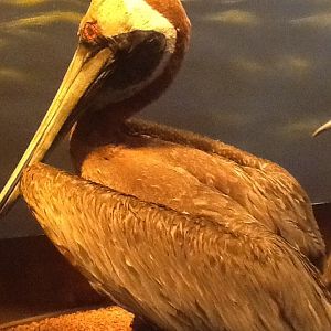 Milwaukee Public Museum - Living Seas - Brown Pelican