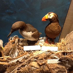 Milwaukee Public Museum - Living Seas - Tufted Puffin, Common Murre, and Ancient Murrelet