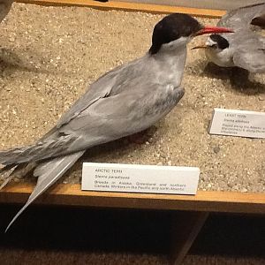 Milwaukee Public Museum - Living Seas - Arctic Tern