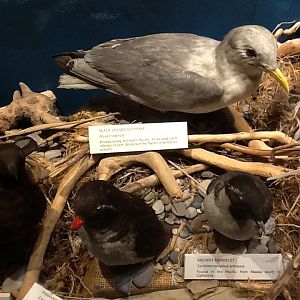 Milwaukee Public Museum - Living Seas - Black-Legged Kittiwake, Parakeet Auklet, and Ancient Murrelet