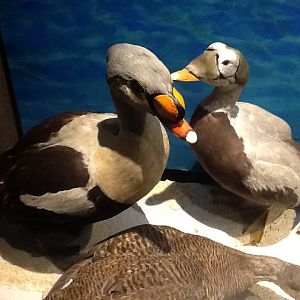 Milwaukee Public Museum - Living Seas - King Eider and Spectacled Eider