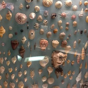 Milwaukee Public Museum - Living Seas - Shells