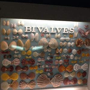 Milwaukee Public Museum - Living Seas - Bivalves