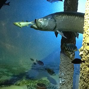 Milwaukee Public Museum - Living Seas - Ocean Diorama