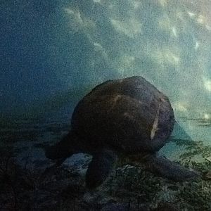 Milwaukee Public Museum - Living Seas - Sea Turtle in Ocean Diorama