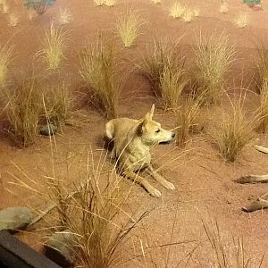 Milwaukee Public Museum - Oceania - Dingo in Australia Diorama