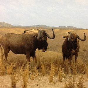 Milwaukee Public Museum - Africa - Black Wildebeest Diorama