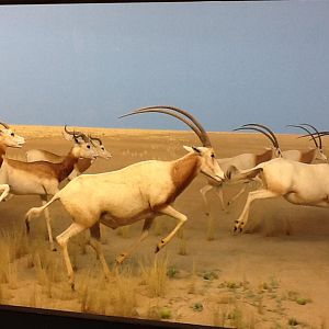 Milwaukee Public Museum - Africa - Scimitar-Horned Oryx Diorama