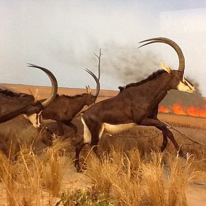 Milwaukee Public Museum - Africa - Sable Antelope Diorama