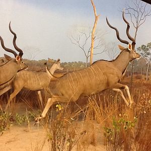 Milwaukee Public Museum - Africa - Lesser Kudu in Sable Antelope Diorama