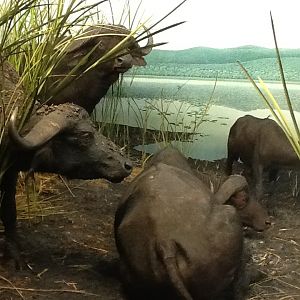 Milwaukee Public Museum - Africa - Cape Buffalo Diorama