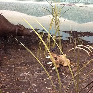 Milwaukee Public Museum - Africa - Hippo Skeleton in Cape Buffalo Diorama