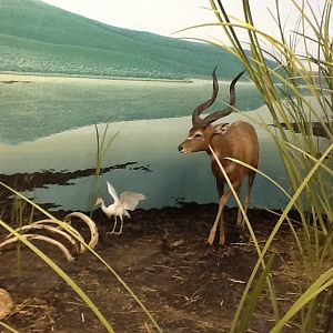 Milwaukee Public Museum - Africa - Sitatunga and Egret in Cape Buffalo Diorama