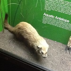 Milwaukee Public Museum - Africa - Mongoose Species ID?