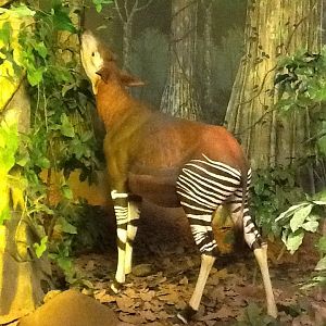 Milwaukee Public Museum - Africa - Okapi Diorama