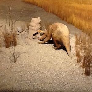 Milwaukee Public Museum - Africa - Aardvark in Watering Hole Diorama