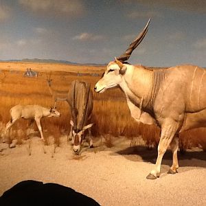 Milwaukee Public Museum - Africa - Eland and Oryx in African Watering Hole Diorama