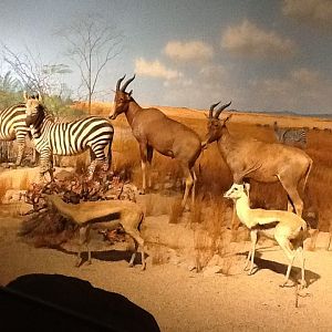 Milwaukee Public Museum - Africa - African Watering Hole Diorama
