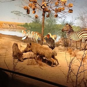 Milwaukee Public Museum - Africa - African Watering Hole Diorama