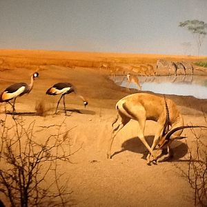 Milwaukee Public Museum - Africa - Grant's Gazelle and Crowned Cranes in African Watering Hole Diorama