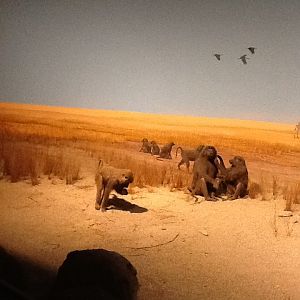 Milwaukee Public Museum - Africa - Baboons in African Watering Hole Diorama