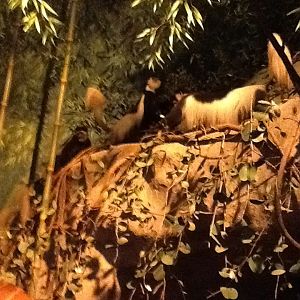 Milwaukee Public Museum - Africa - Colobus Monkeys in Bamboo Forest Diorama