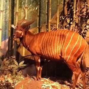 Milwaukee Public Museum - Africa - Bongo in Bamboo Forest Diorama