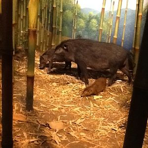 Milwaukee Public Museum - Africa - Giant Forest Hog in Bamboo Diorama