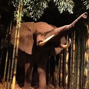 Milwaukee Public Museum - Africa - African Forest Elephant in Bamboo Forest Diorama